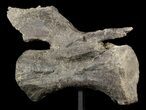 Long Diplodocus Vertebrae On Stand - Wyoming #51391-3